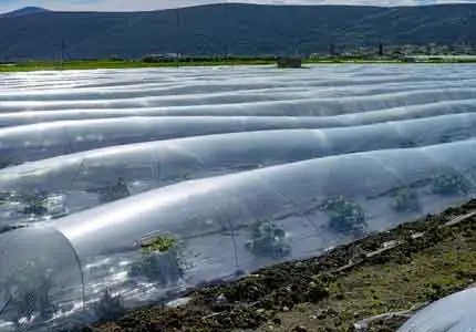 Aplicação de estabilizadores de polímero na agricultura